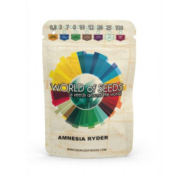 Amnesia Ryder autofem (WOS)