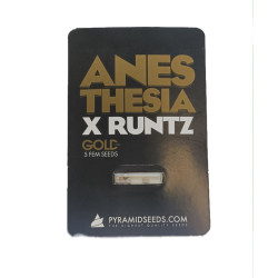Anesthesia x Runtz fem (Py)