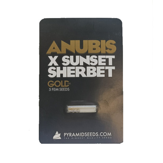 Anubis x Sunset Sherbet fem (GOLD_Py)