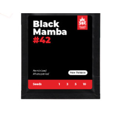 Black Mamba #42 fem (DctCh)