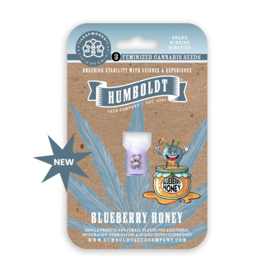 Blueberry Honey fem (HmbSCo)