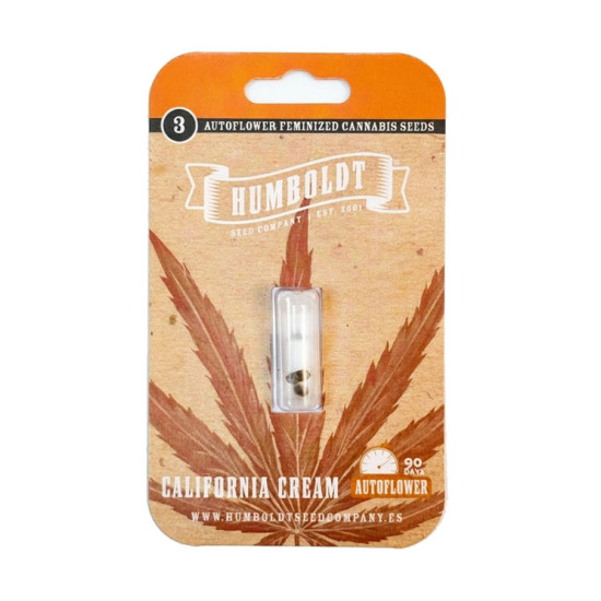California Cream Auto autofem (HmbSC)
