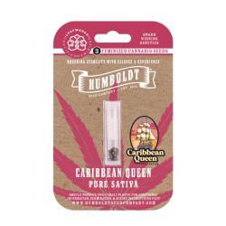 Caribbean Queen fem (HmbSCo)
