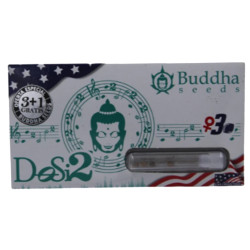 Dosidos fem (USA_BudS)