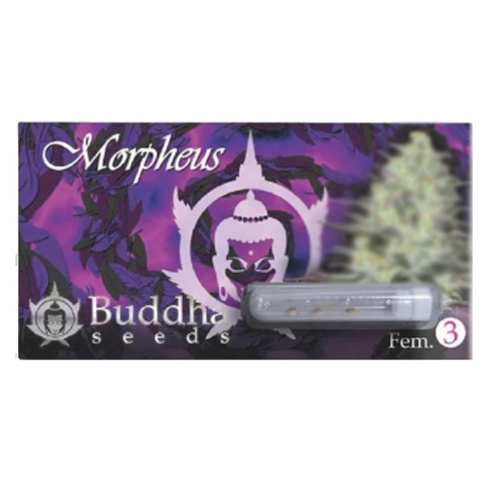 Morpheus fem (BudS)