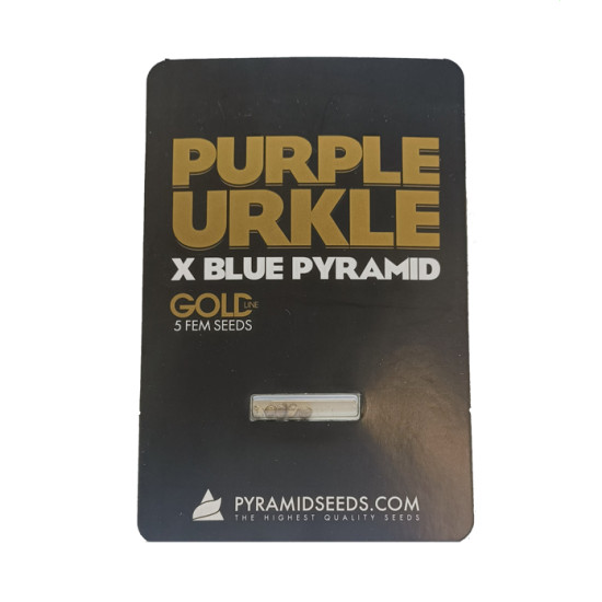 Purple Urkle x Blue Pyramid fem (Py)