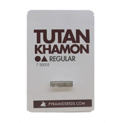 Tutankhamon reg (Py)