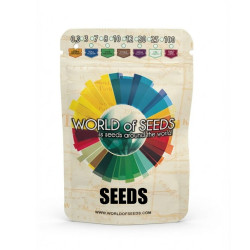 Afghan Kush Early Version (WOS)
