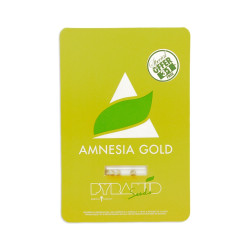 Amnesia Gold fem (Py)