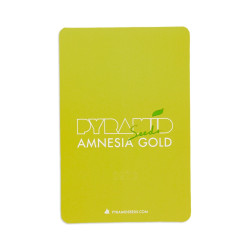 Amnesia Gold fem (Py)