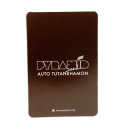 Auto Tutankhamon autofem (Py)