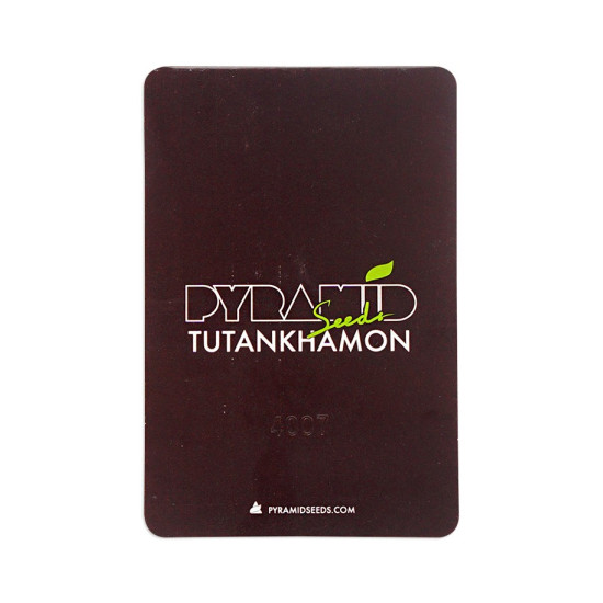 Tutankhamon fem (Py)
